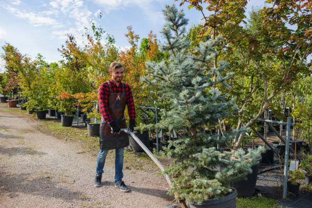 Trusted Gooding, ID Tree Service Experts